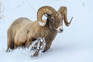 Wyoming Prints: Bighorn sheep (Ovis Canadensis) Ram in winter range