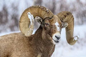 Wyoming Prints: Bighorn sheep (Ovis Canadensis) Ram in winter range