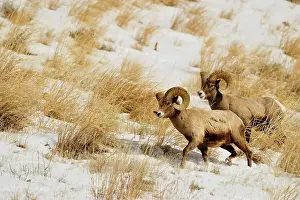 Q3 2024 Prints: Bighorn sheep (Ovis Canadensis) Rams feeding in winter range (Lamar Valley)