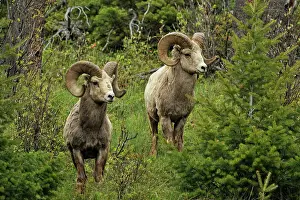 Horns Prints: Bighorn sheep (Ovis Canadensis) Rams foraging on hillside