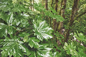 Temperate Rain Forest Prints: Bigleaf maple leaves in rain - USA, Oregon, Multnomah, Latourell Falls - Cascade Range