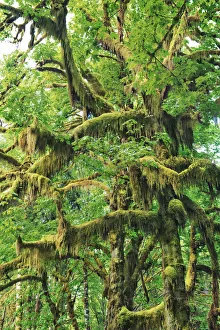 Temperate Rain Forest Prints: Bigleaf maple moss covered - USA, Washington, Jefferson, Olympic National Park