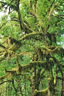 Acer Macrophyllum Gallery: Bigleaf maple moss covered - USA, Washington, Jefferson, Olympic National Park