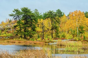 Mixed Forest Prints: Biodiversity in the Sudbury Basin- Autumn trees