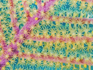 Cayman Prints: Bipinnate Sea Plumes (Antillogorgia bipinnata)