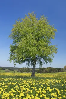 Flower Meadow Prints: Birch and dandelions - Germany, Bavaria, Swabia, Unterallgau, Legau, Bergs - Allgau