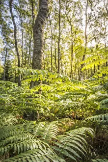 Fern Prints: Birch forest with farm in the Taunus near Engenhahn, Niedernhausen, Hesse, Germany