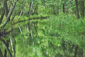 Birch Prints: Birch forest with irrigation channel - Germany, Brandenburg, Oberspreewald-Lausitz