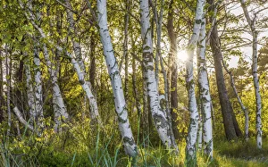 Denmark Prints: Birch forest near Snogebaek on Bornholm, Denmark