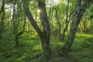 Birch forest at Unesco Biosphere reserve Rhoen, Rhoen, Bavaria, Germany