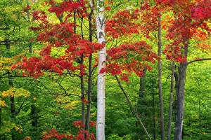 Autumn Leaf Prints: Birch tree in autumn, Gorham, New Hampshire, USA
