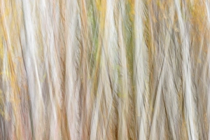 Natural Arch Prints: Birch tree trunks, , Ontario, Canada