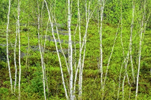 Ecology Prints: Birch tree trunks in spring, Greater Sudbury, Ontario, Canada