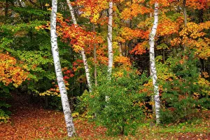 Intimate Landscape Prints: Birch trees in autumn, Adirondack Mountains, New York, USA