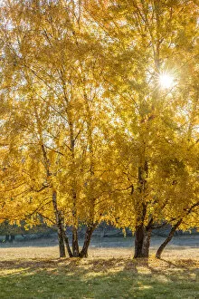 Birch trees in autumn in the Rheingau-Taunus Nature Park near Engenhahn, Niedernhausen