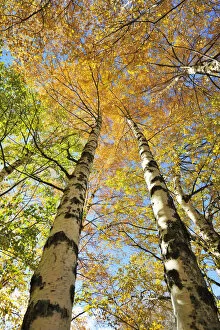 Serenity Collection: Birch trees. Autumn in the Serra da Estrela Nature Park, Portugal
