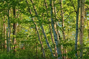 Birch Trees Prints: Birch trees Bear Island New Brunswick, Canada