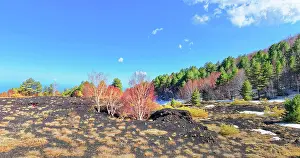 Volcanic Landscape Prints: Birch trees (Betula aetnensis) sprouting and coming out of volcanic ground