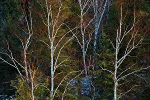 Seine River Prints: Birch trees and evergreens on shore of the Seine River at sunrise Near Mine Centre