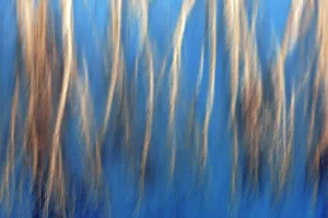 Birch trees reflected in Whiteshell River. Whiteshell Provincial Park, Manitoba, Canada