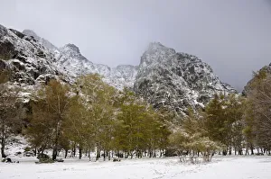 Birch Tree Prints: Birch trees and snow in Covao da Ametade. Serra da Estrela Nature Park, Beira Alta