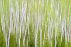 Natural Arch Prints: Birch trees in spring, Greater Sudbury, Ontario, Canada