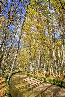 Beira Alta Prints: Birch trees and the Zezere river at Covao da Ametade in Autumn