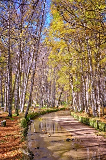 Beira Alta Prints: Birch trees and the Zezere river at Covao da Ametade in Autumn