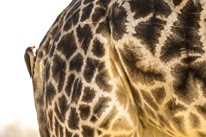 Images Dated 12th October 2017: Bird on a Giraffe back, Okavango Delta, Botswana