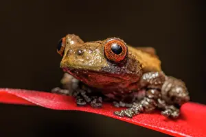 Subtropical Prints: Bird Poop Tree Frog (Theloderma asperum) - captive bred, Ontario, Canada