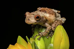 Subtropical Prints: Bird Poop Tree Frog (Theloderma asperum) - captive bred, Ontario, Canada