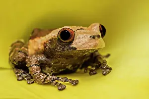 Subtropical Prints: Bird Poop Tree Frog (Theloderma asperum) - captive bred, Ontario, Canada