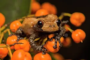 Captive Bred Prints: Bird Poop Tree Frog (Theloderma asperum) - captive bred