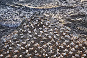 Water Bird Prints: Bird sanctuary with australasian gannets - New Zealand, North Island, Auckland