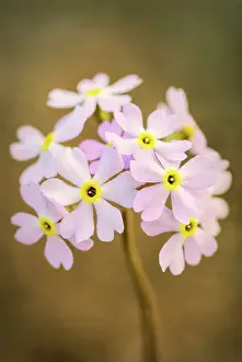 Bruce Peninsula Prints: Bird's Eye Primrose (Primula farinosa) on the Niagara Escarpment on the Bruce Peninsula