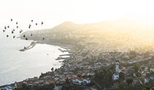 Birds flying over Sao Goncalo church and Funchal city at sunset, Madeira island, Portugal