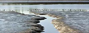 Sado River Prints: Birds and marshes in the Sado river, Setubal, Portugal