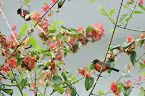 Images Dated 28th June 2012: Two birds perched on tree, Terradentro, Colombia, South America