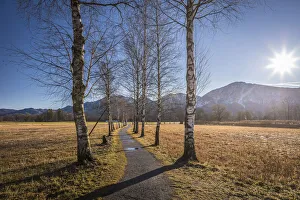 Avenue Gallery: Birkenallee near Schlehdorf am Lake Kochel, Upper Bavaria, Bavaria, Germany