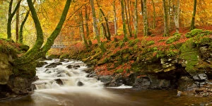 Aberfeldy Gallery: The Birks of Aberfeldy in Autumn, Aberfeldy, Tayside Region, Scotland