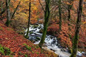 Perthshire Prints: Birks of Aberfeldy in Autumn, Perthshire, Scotland