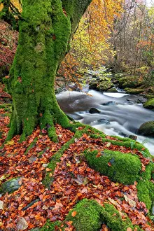 Autumnal Prints: Birks of Aberfeldy in Autumn, Perthshire, Scotland