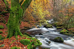 Autumnal Prints: Birks of Aberfeldy in Autumn, Perthshire, Scotland