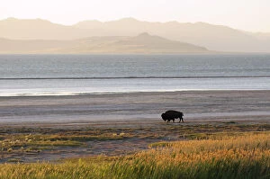 American West Collection: Bison on beach, Great Salt Lake, Antelope Island State Park, Salt Lake City, Utah, USA