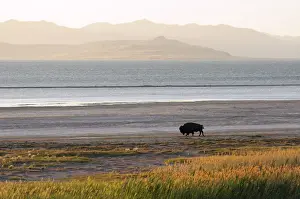 Preserve Prints: Bison on beach, Great Salt Lake, Antelope Island State Park, Salt Lake City, Utah, USA