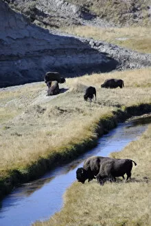 Images Dated 8th June 2009: Bison (Bison Bison), Yellowstone National Park, Wyoming, USA