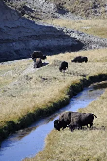 Bison (Bison Bison), Yellowstone National Park, Wyoming, USA Bison (Bison Bison), Yellowstone National Park, Wyoming, USA