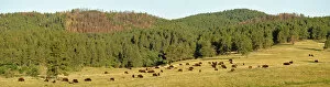 Black Hills Collection: Bison, Bos bison, Custer State Park, Custer County, Black Hills, Western South Dakota
