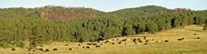 Images Dated 29th May 2013: Bison, Bos bison, Custer State Park, Custer County, Black Hills, Western South Dakota