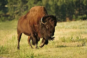 Images Dated 29th May 2013: Bison, Bos bison, Custer State Park, Custer County, Black Hills, Western South Dakota
